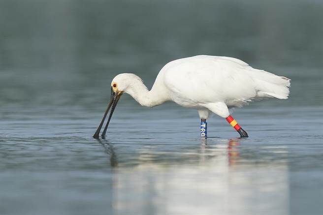 黑面琵鹭T69已经是第八次飞抵台南度冬，对于台南这片栖息地相当忠诚。（鸟友李正峰提供／李俊淇台南传真）