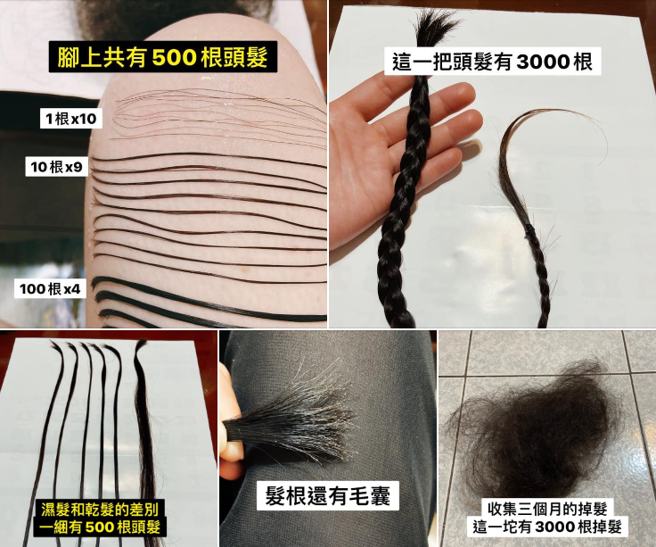 原PO花了3个月收集掉髮，又花了6个晚上整理，得出3个月期间总共会有3000根落髮，并将这些头髮绑成辫子，髮量看起来相当惊人。(翻摄脸书爆废公社二馆)


