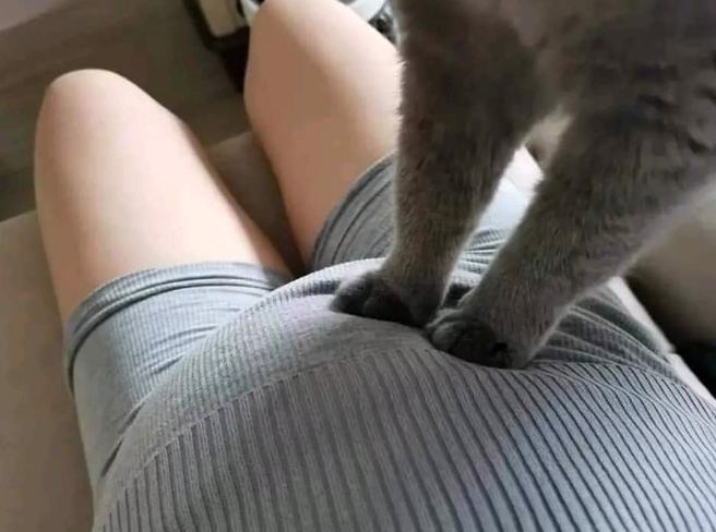 男网友分享自家照片，表示妻子怀孕时猫咪很喜欢在大肚上踏踏。(图／爆废公社公开版)