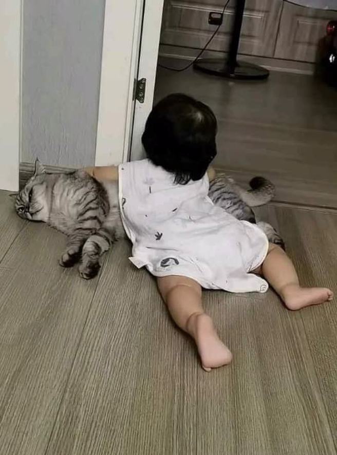 未料小孩出生后，直接「以彼之道还施彼身」，压在猫咪身上，猫的厌世脸也让网友笑翻。(图／爆废公社公开版)