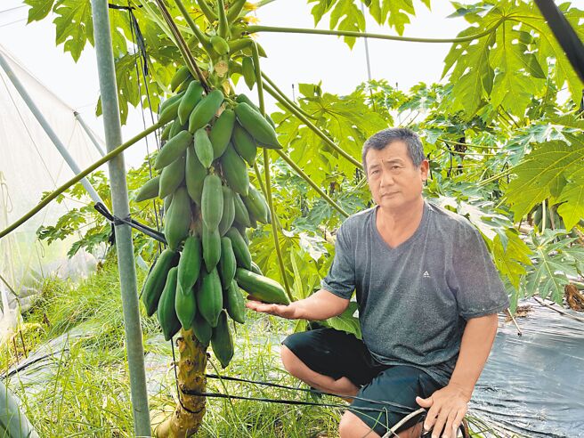 在美浓广德里种植1甲地月光山木瓜的傅增忠表示，农民种木瓜与往常一样施肥，但今年的木瓜却长不大，且几乎所有农民情况相同，怀疑与气候太热有关。（林雅惠摄）