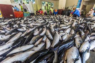 竹北烏魚豐收「食遊水月」19日登場 邀民眾體驗在地食魚文化