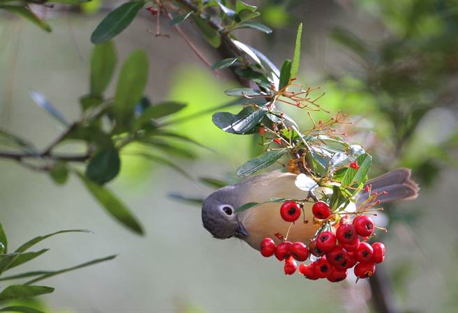 武陵農場「狀元紅」果實纍纍展現數大之美，也意外成了鳥兒的覓食天堂。（武陵農場提供／陳淑娥台中傳真）