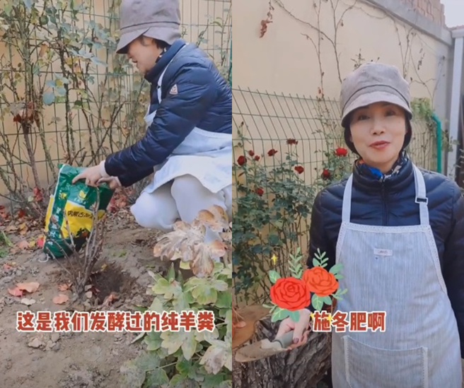 徐俐喜爱种花，亲手挖羊粪。（图／徐俐抖音）