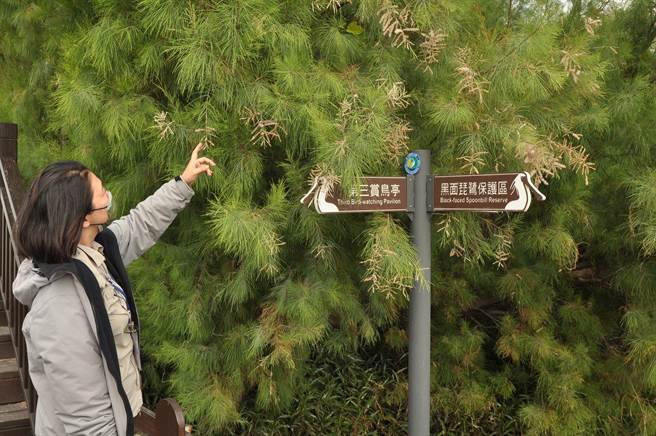 台江国家公园管理处将在12、13日在七股黑面琵鹭赏鸟亭办理「到台江找黑琵檔案．七股维基百科｣活动。（台江处提供／李俊淇台南传真）