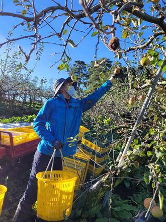 獨家》福壽山蘋果僅5.6萬斤 銳減逾7成歷年第二低