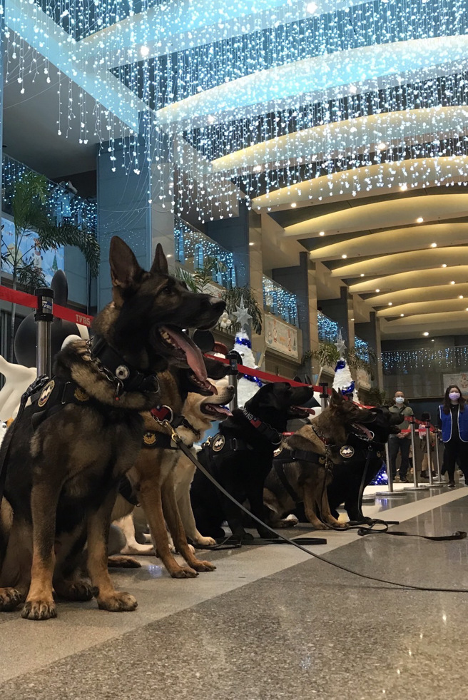 新北市政府警察局投入大批警力维安及防踩踏，除了运用科技动员空拍机掌握会场状况、警犬队及霹雳小组维安警力也在周边待命。(新北市警察局提供)