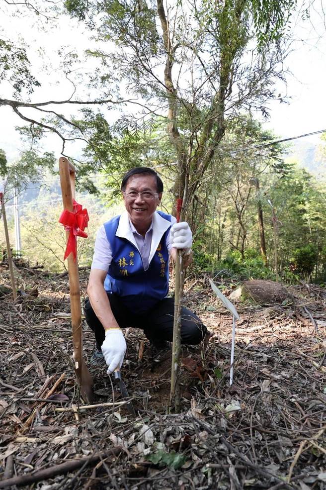 南投县长林明溱在溪头亲手种肖楠，呼吁企业响应种树减碳。（南投县府提供／杨静茹南投传真）