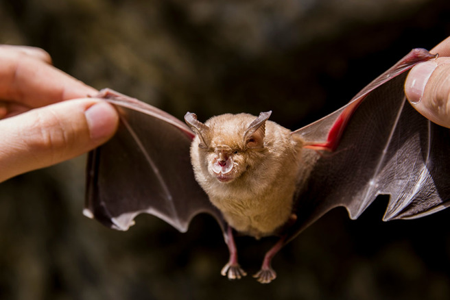 泰国网美被逮后吓得公开道歉，并表示自己再也不吃蝙蝠了。（示意图／达志影像）