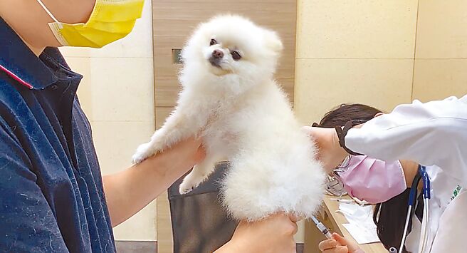 為確保飼主與寵物安全，飼主每年應帶家中犬貓施打狂犬病疫苗。（游念育攝）