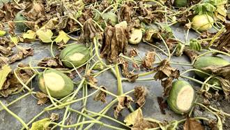 台南北門洋香瓜農損嚴重 農民向官員吐苦水「沒這麼慘過」