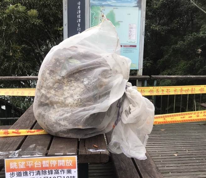 游客行经日月潭向山眺望平台，遭虎头蜂螫伤，日管处派员摘除。（民眾提供／杨静茹南投传真）