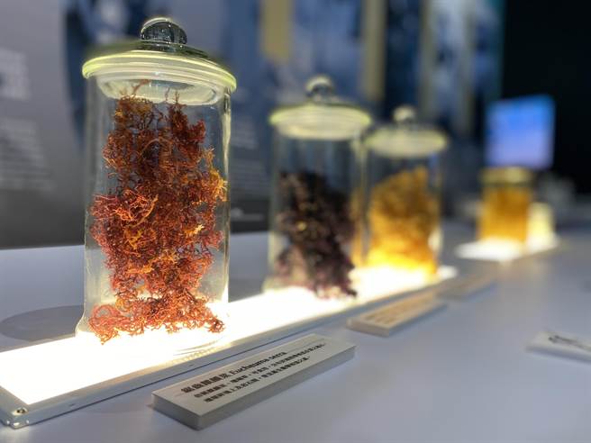 「金门海岛学校」特展以海洋文化及环境教育为主题，现场也提供一些标本让民眾深入了解海洋保育的重要性(于家麒摄)