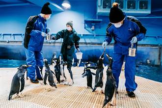 一秒到南極！屏東海生館推「我與企鵝的0.1毫米」 體驗活動
