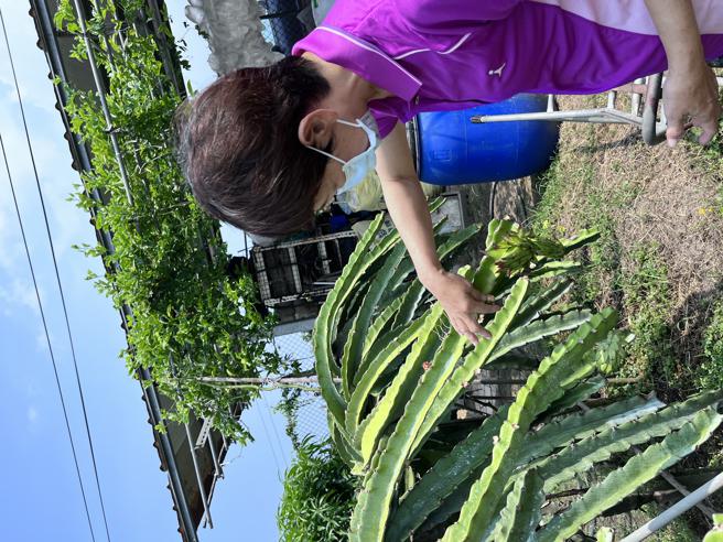 全国红龙果亚军农友邱林秋玉表示，红龙果採收期间为保证品质，每天不间断的巡田水、确认红龙果熟度(高雄市农业局提供)
