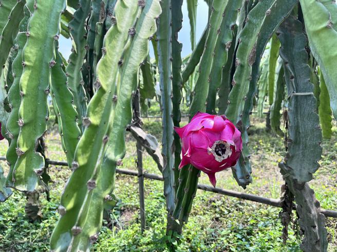 「秋田小农果园」坚持有机栽种，生产的红龙果不但个个硕大饱满、鲜甜多汁而且通过有机验证(高雄市农业局提供)