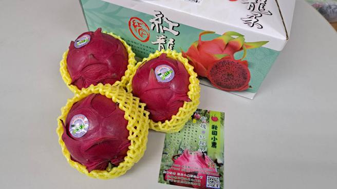 红龙果产期将届，想吃动作要快(高雄市农业局提供)
