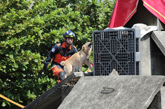 全国灾害搜救犬IRO国家评量检测中，Roger闻到待救者气味正在吠叫告知领犬员。(摄影/ Carter)