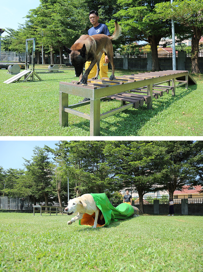 搜救犬平时进行的「服从」训练项目包含穿越独木桥、木梯、和隧道等模拟地形。(摄影/ Carter)