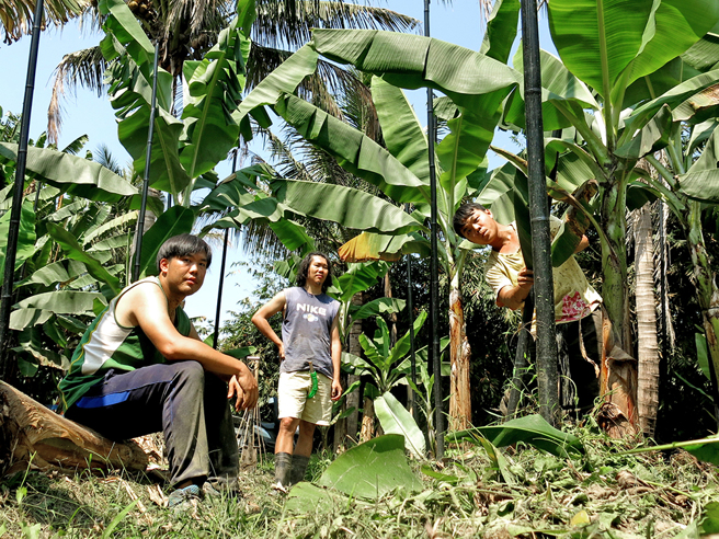 台青蕉乐团走入香蕉园工作，就算从小看着香蕉长大，但经歷一连串失败后，才知道如何种出好吃的香蕉。(图片提供/台青蕉乐团)