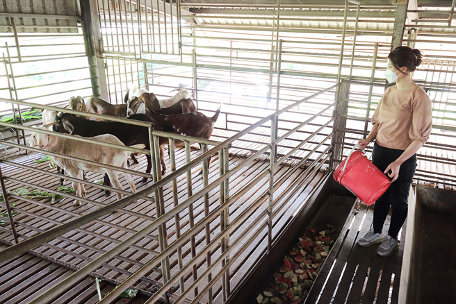满福的饲养羊场乾净通风，饲养羊只只使用牧草、香蕉叶、枸杞叶、红心芭乐等自然食材，年轻公羊的环境饮食堪比和牛等级。(摄影/Carter)