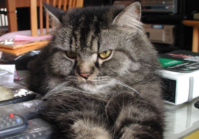 虎斑金吉拉「肥肥」过世前不敢待在客厅，常跑到阳台躲起来，行为诡异像中邪，饲主一直以为牠有灵异体质。(图/肥肥爸爸提供)