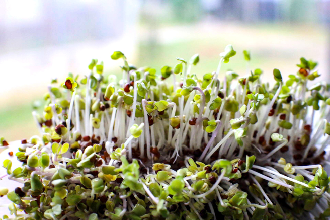 斯布特芽田堅持不使用營養液或是任何化學物質（例如漂白）的添加，以有機農業的理念經營！(圖片提供/斯布特芽田)