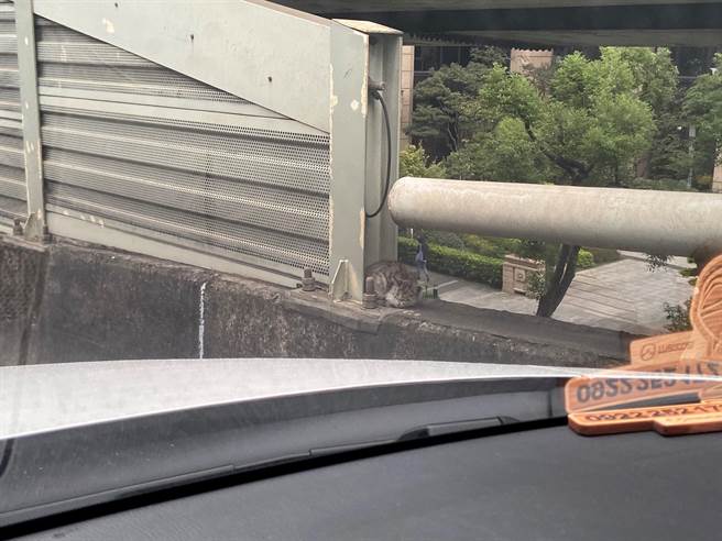 虎斑幼猫瑟缩在交流道护栏上。（新北市动保处提供）