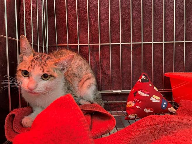 获救的小猫获动保员悉心照顾。（新北市动保处提供）