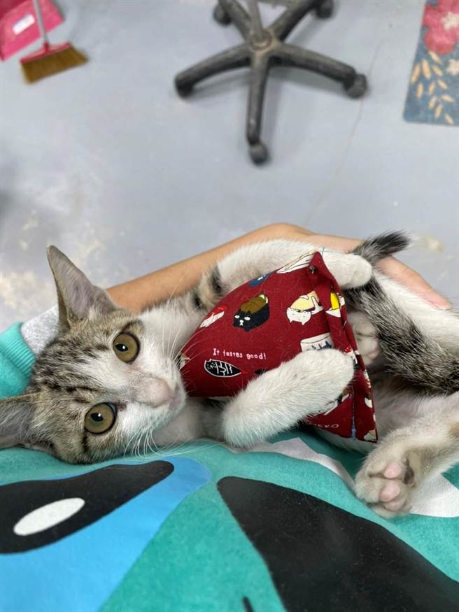 获救的小猫获动保员悉心照顾。（新北市动保处提供）