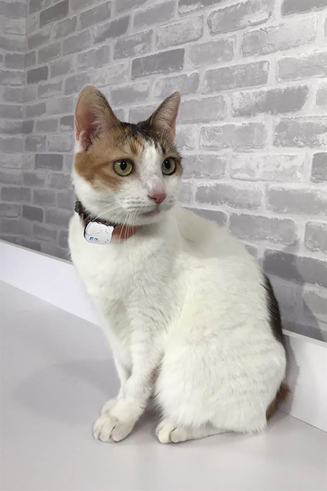 工研院独创的「iPetWeaR」智慧宠物项圈採用非接触式的「创新低功率雷达生理感测」和「活动力状态分析演算法」，提供各种宠物的连续心跳与呼吸情况，另外，也有针对活动量监测以及走失预警，让饲主轻松掌握宠物的健康和情绪状态。（工研院提供／罗浚滨新竹传真）