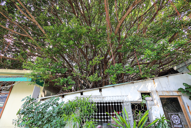 绿意盎然的「广西桂林好聚落」。(摄影/Carter)