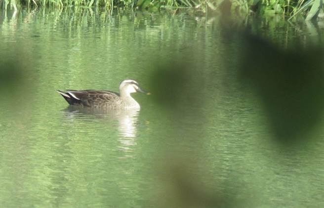 高雄市大树旧铁桥溼地公园生态丰富，鸟类到此处栖息。（水利局提供／林瑞益高雄传真）