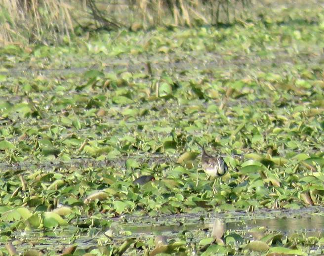 高雄市水利局整治大树旧铁桥溼地公园，清除水生植物银合欢。（水利局提供／林瑞益高雄传真）