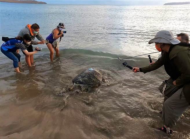 在澎湖竹湾大义宫圈养52年之久的5只海龟，在水试所研究人员细心装上GPS之后，终于在眾人的见证之下，在风景优美的嵵里沙滩回归大海。（澎湖县政府农渔局提供）