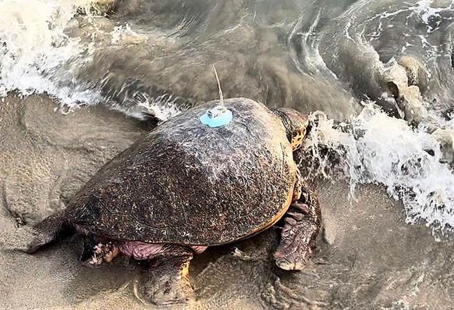 5只海龟野放前，经专家学者5个多月的观察及野训生存能力，目前5只海龟在活动均为良好及正常。（澎湖县政府农渔局提供）