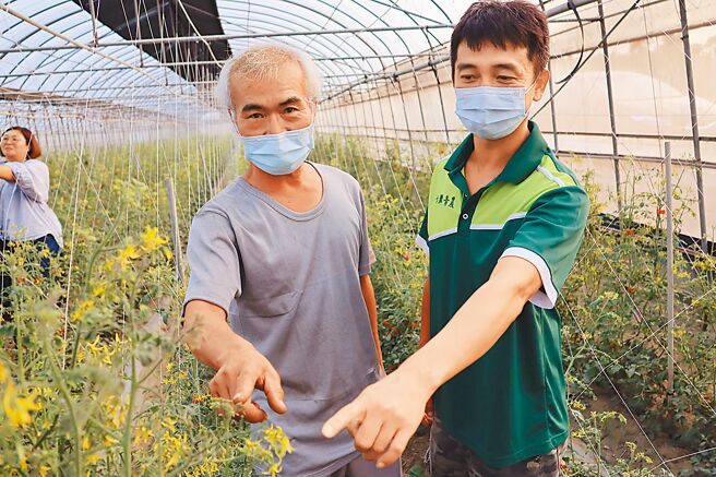 嘉义县六脚乡小番茄近日传出感染「疯欉病」，农民呼吁农业单位尽快找出原因，否则大家不敢种。（吕妍庭摄）
