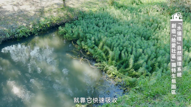 吳威龍計畫執行者將大圳的水源引流，再利用水松(羽毛草)根系的特性，最後將城市的廢水經過長根的吸收與過濾，完成潭子的拾愛社區水循環濕地。(圖/YouTube)