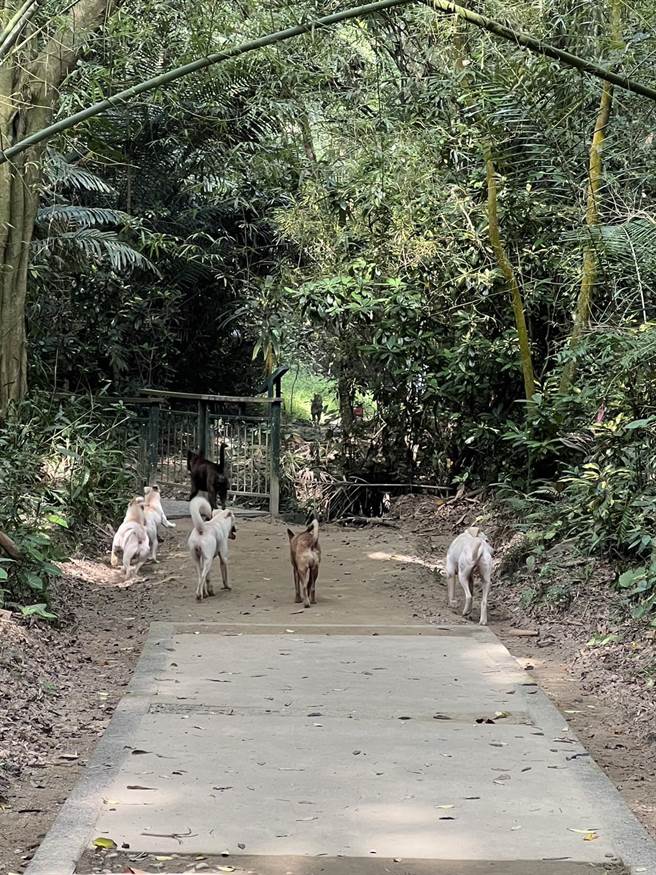嘉義市蘭潭後山拍到流浪狗四處流竄。（李冰丹提供／廖素慧嘉市傳真）