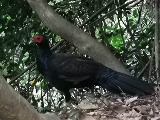 嘉義市蘭潭後山拍到保育類的藍腹鷴。（李冰丹提供／廖素慧嘉市傳真）