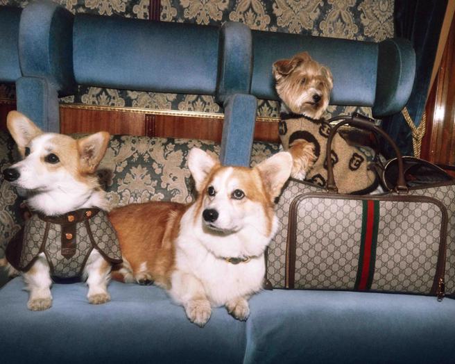 Gucci假日禮讚系列，也特別邀請可愛的狗狗們演繹品牌寵物系列。（Gucci提供）
