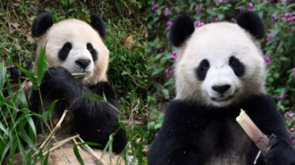 卡達世界盃即將開踢  陸贈兩隻大熊貓首度亮相