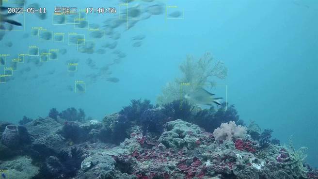 国立台湾海洋大学团队与海科馆合作，发展水下AI技术进行海洋生态调查，协助珊瑚与海洋生物的復育。（国立台湾海洋大学提供／张志康基隆报导）