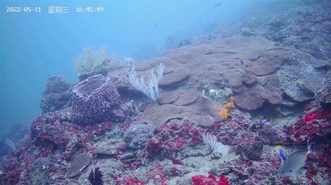 国立台湾海洋大学团队与海科馆合作，发展水下AI技术进行海洋生态调查，协助珊瑚与海洋生物的復育。（国立台湾海洋大学提供／张志康基隆报导）
