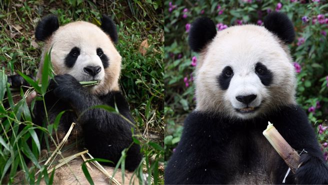 此为合成图。10月17日，在中国大熊猫保护研究中心雅安基地，大熊猫“京京”（左）和“四海”在吃竹子。（新华社资料照）