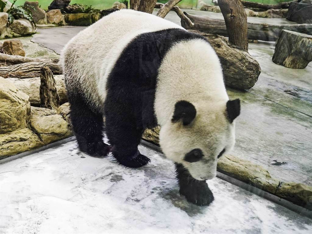 保育员先前特别在大猫熊馆设置了一个冰冰凉凉的体验设施。（台北市立动物园提供）