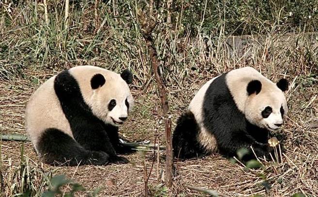 2008年未满5岁的团团圆圆结伴来台北，自此落地生根，成家育儿，而团团、圆圆也代表着两岸和平的象徵。（记者王铭义摄）