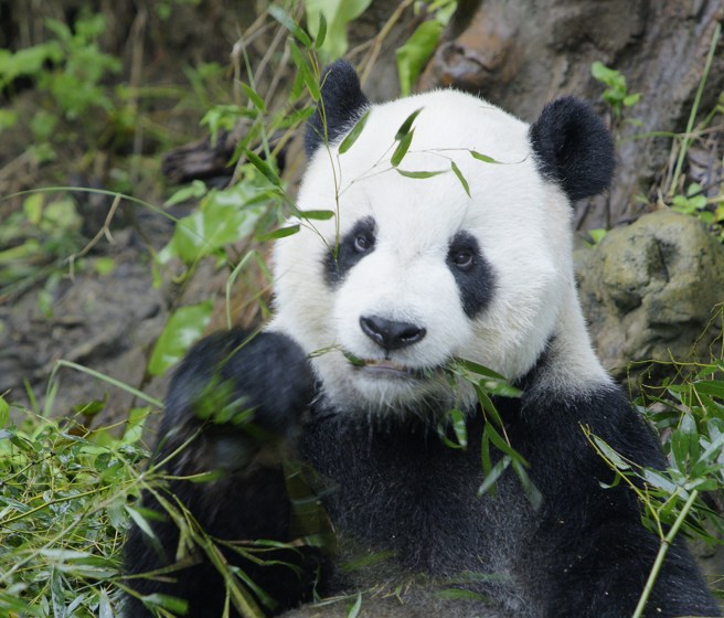 大熊猫「团团」吃竹子的样子非常可爱。（图／台北市立动物园提供）