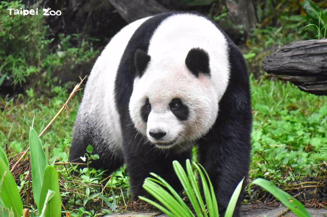 台北市立动物园唯一雄性大猫熊「团团」病逝，被问及未来是否会帮「圆仔」和「圆宝」找男朋友，动物组长王怡敏表示，将优先为「圆仔」配对。（图／台北市立动物园提供）