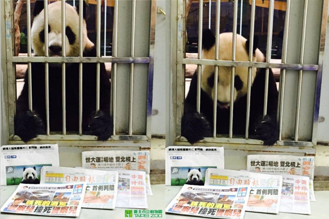 2016年曾传出团团感染犬瘟热死亡的乌龙消息，动物园让团团和各报头版合影澄清。（图／台北市立动物园提供）
